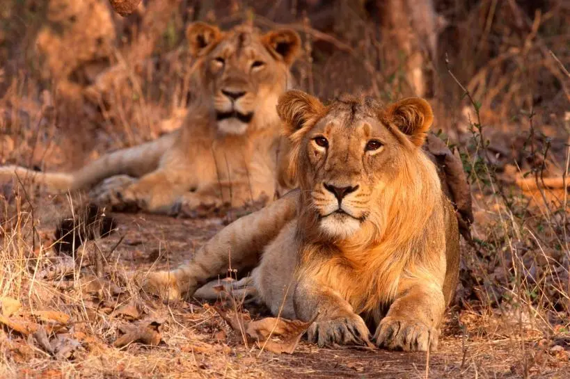 Gujarat Wildlife Safari & Heritage Tour Package